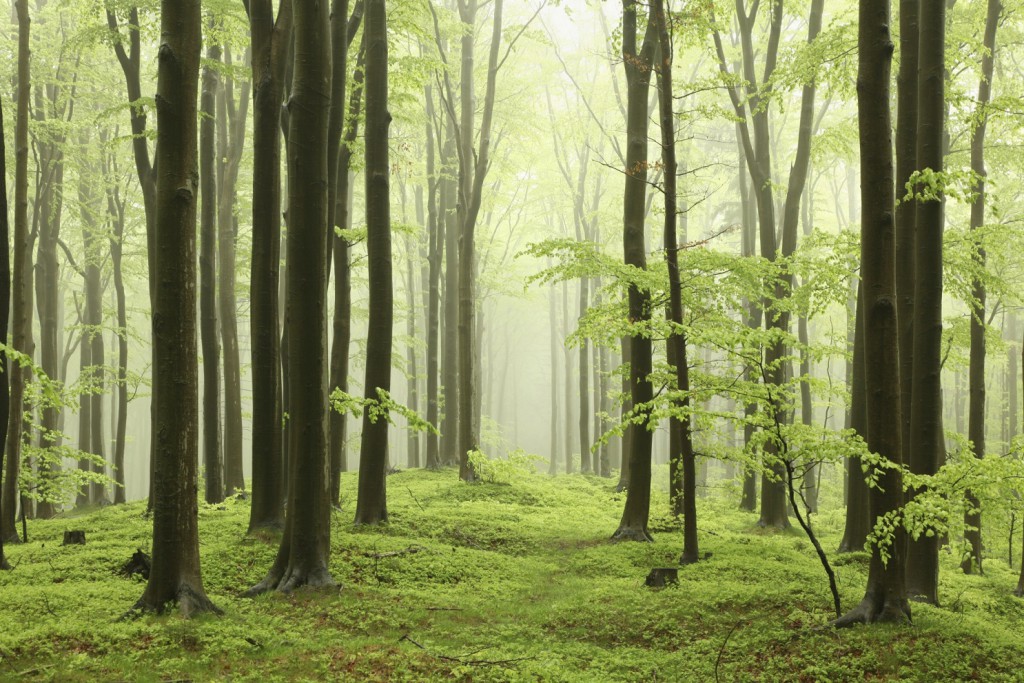 Spring beech forest
